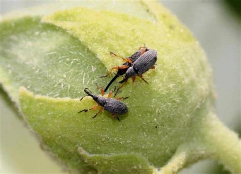 Hollyhock Weevils